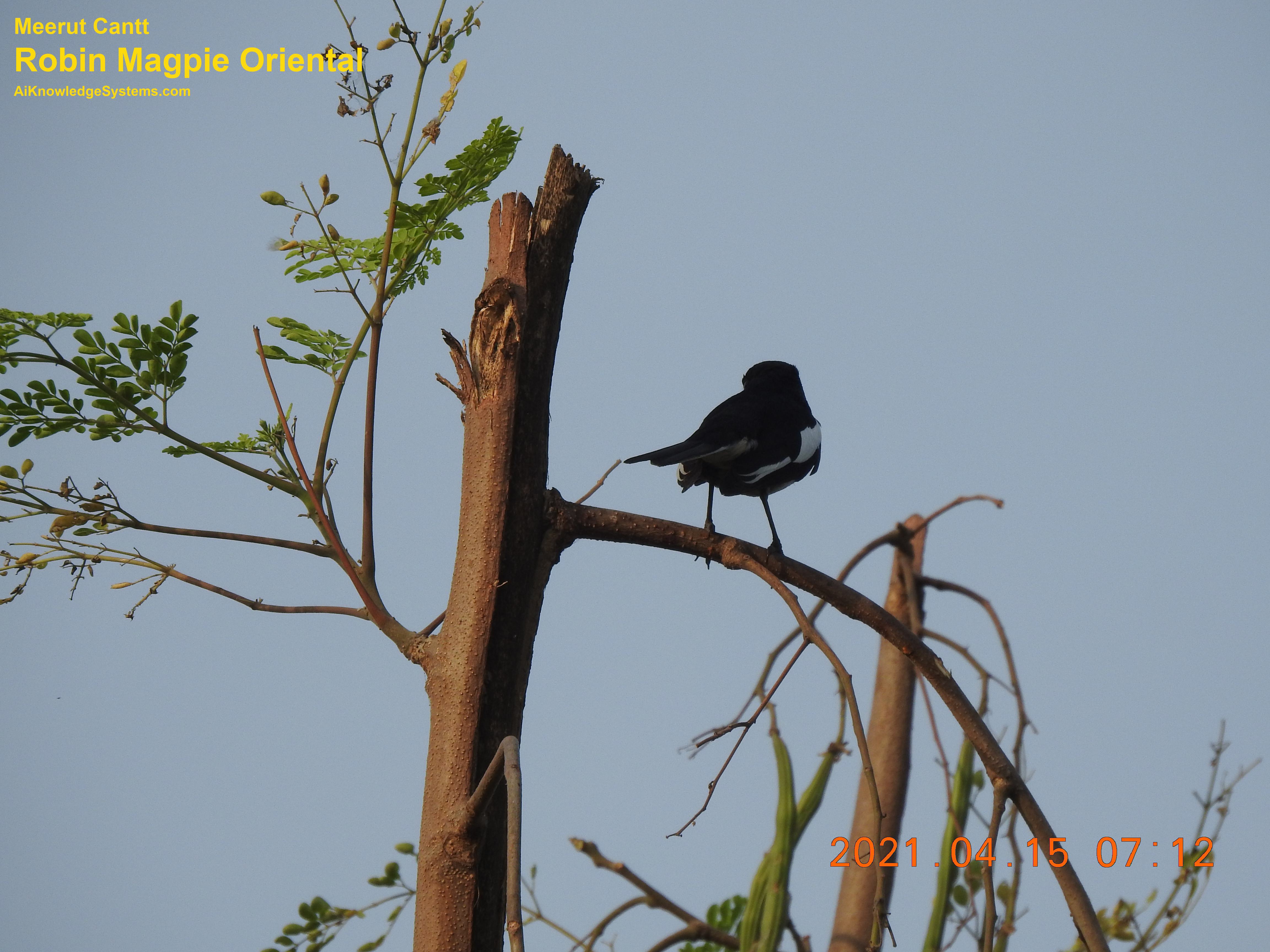 Magpie Robin (13) Coming Soon